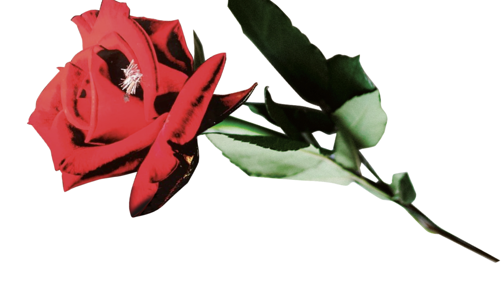 rote Rose mit Stiel und Blatt.